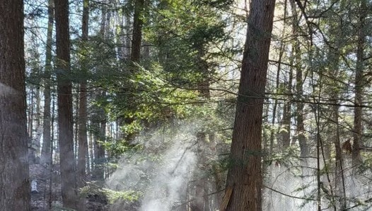 Is Early Spring Ok for My Trees?