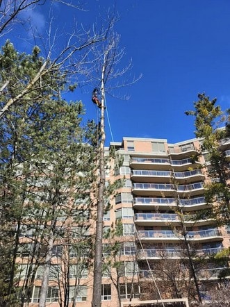 Arborist high in bare tree beside apartment building