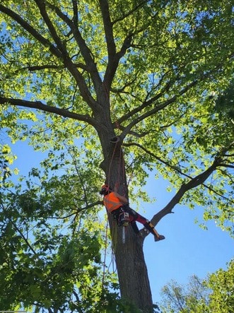 Climber in orange gear ascending large oak tree