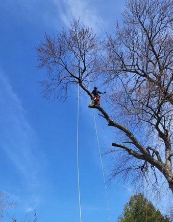 Arborist suspended high on bare tree against blue sky