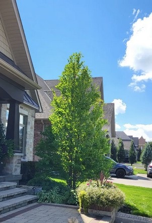 Healthy young tree in residential front yard landscaping