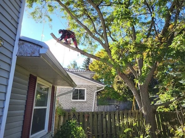 Arborist cutting large limb overhanging residential roof