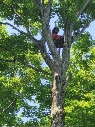Climber in tree canopy performing pruning work
