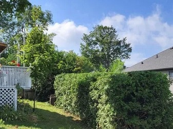 Hedge Trimming