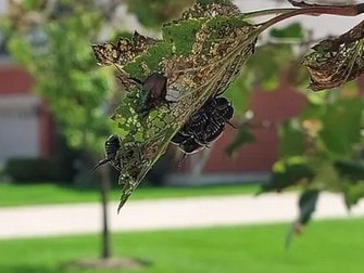 Plant Health Care Programs