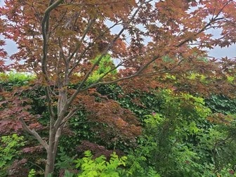 Tree & Shrub Pruning